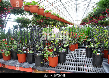 Vine Plants Growing in a Greenhouse with Hanging Plants Stock Photo