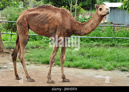 The dromedary camel is the largest member of the camel family. Stock Photo