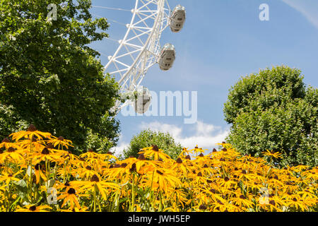 The London Eye -  a giant Ferris wheel on the South Bank of the River Thames in London, surrounded by Black-Eyed Susans. Stock Photo