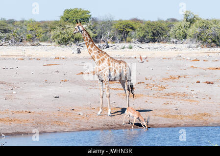 A Namibian giraffe, Giraffa camelopardalis angolensis, and a black-faced impala ram, Aepyceros melampus, at a waterhole in Northern Namibia Stock Photo