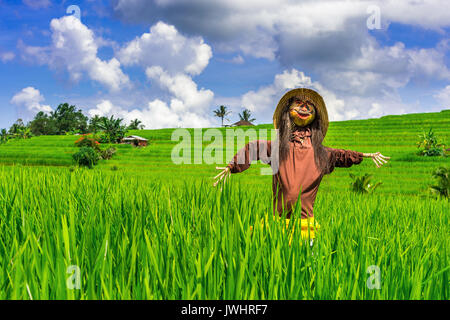 Scarecrow in rice fields. Stock Photo