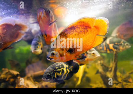 Two Oscar fish Astronotus ocellatus closeup shot on biotope Stock Photo
