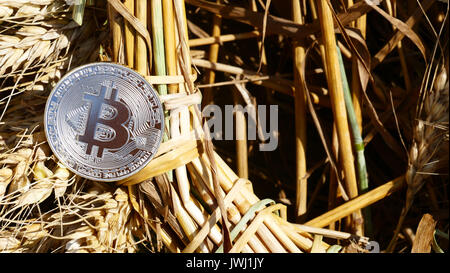 Silver bitcoin coin on weat outdoors Stock Photo