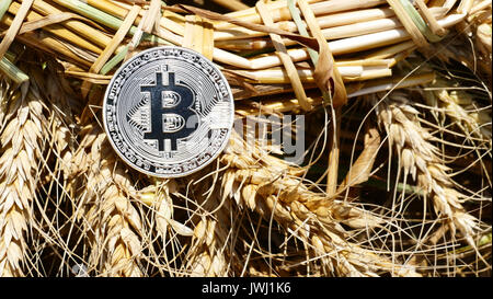 Silver bitcoin coin on weat outdoors Stock Photo