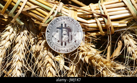 Silver bitcoin coin on weat outdoors Stock Photo