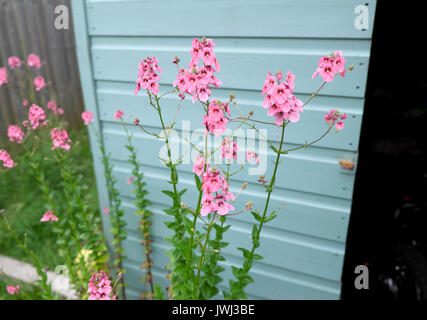 Pink flowers growing next to a pale blue green  painted garden shed in a Cardiff garden UK  KATHY DEWITT Stock Photo