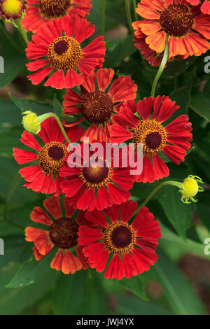 Orange Perennial flower Sneezeweed Helenium Stock Photo