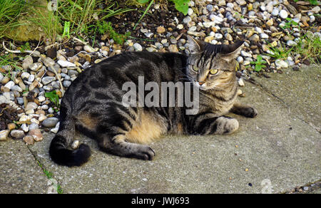 Domestic Short Haired Tabby Female Pet Cat Enjoying the Summer Sunshine in the Outside Garden Stock Photo