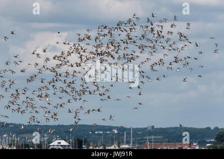 Late summer flock of Black-Tailed Godwits (Limosa limosa) Stock Photo