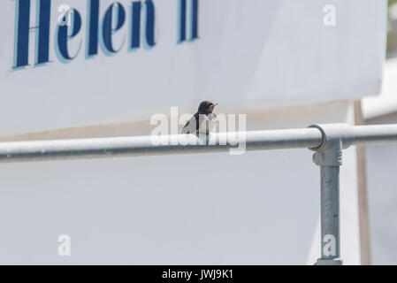 A juvenile Swallow (Hirundo rustica) perched on a boat rail Stock Photo