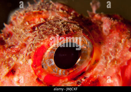 close-up view of the eye of a Small red scorpionfish (Scorpaena notata), L'escala, Costa Brava, Catalonia, Spain Stock Photo