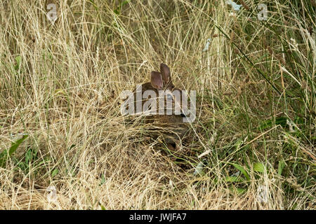 wild eastern cottontail (Sylvilagus floridanus) rabbit hiding in long grass, Rattlesnake Mountain, Washington State, USA Stock Photo