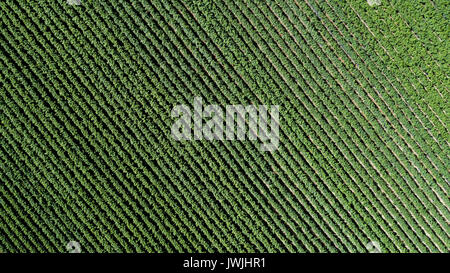 Aerial drone. Rows of Vineyards in Menfi, Sicily Stock Photo - Alamy