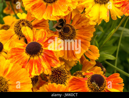 Bright orange flowers of Helenium sneezeweed, Sahin's Early Flowerer, with bumblebee, Scotland, UK Stock Photo
