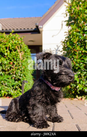 Female Scottish terrier puppy in a domestic garden Stock Photo