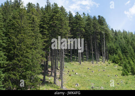 Deforestation in the Alps Stock Photo