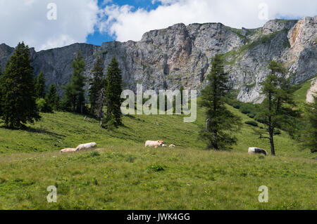 Cattle grazing on an idyllic mountain pasture Stock Photo