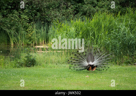 Peacock from behind Stock Photo