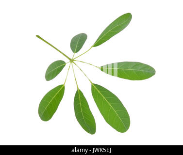 green leaf (Cerbera odollam Gaertn) isolated on white background Stock Photo