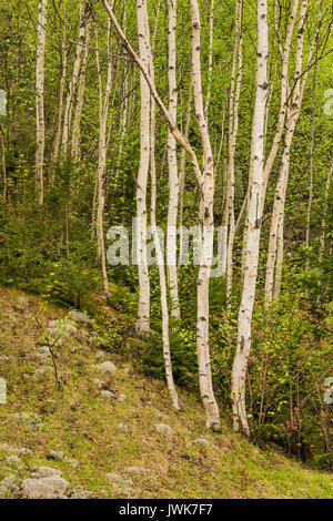 Paper Birch trees on a White Mountain National Forest hillside in spring, Coos Co., NH Stock Photo