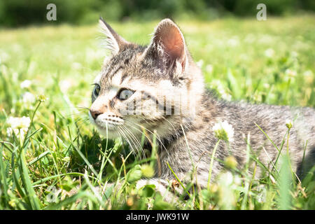 A young striped  tabby kitten lays in the green grass of a yard on a sunny summer day. Stock Photo