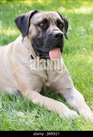 A large tan mastiff mix dog lays in the grass on a summer day. Stock Photo