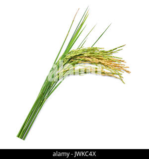 green paddy rice isolated on white background Stock Photo