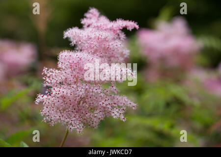 Plants Photography by ProColour Photography Stock Photo