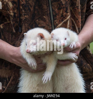 two working ferrets Stock Photo