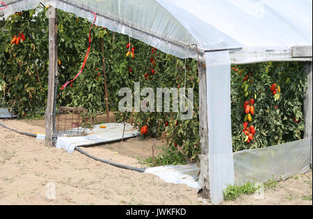 greenhouse for the cultivation of red tomatoes in a Mediterranean country Stock Photo