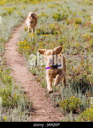 Golden Retriever dogs running in a field Stock Photo
