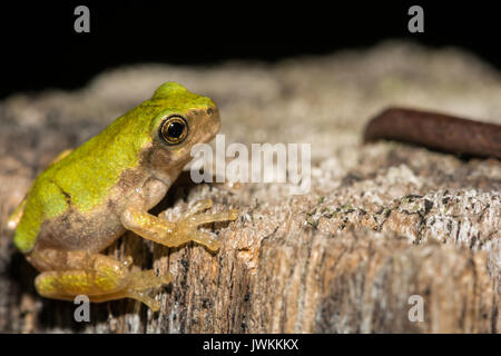 A close up of a Gray Tree frog Metamorph Stock Photo
