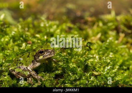 A close up of a Gray Tree frog Metamorph Stock Photo