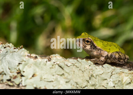 A close up of a Gray Tree frog Metamorph Stock Photo