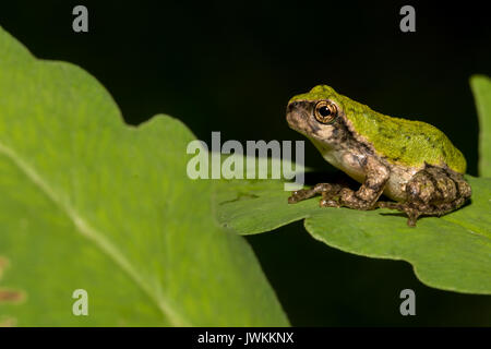 A close up of a Gray Tree frog Metamorph Stock Photo