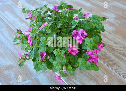 Surfinia petunia plant Stock Photo