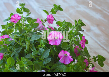 Surfinia petunia plant Stock Photo