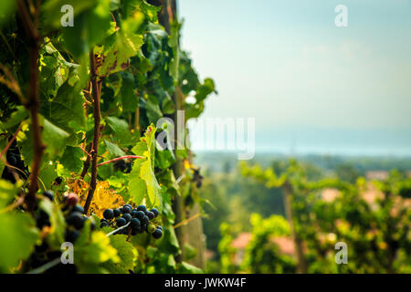 Storm is approaching the vineyards in the fields of Collio, Italy Stock Photo