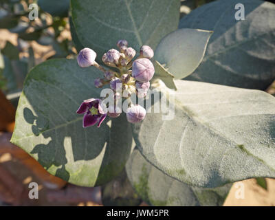 Calotropis procera or Apple of Sodom flowers in the desert Stock Photo