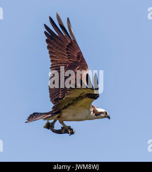 OSPREY BRINGING FISH INTO NEST FOR BABIES. Stock Photo