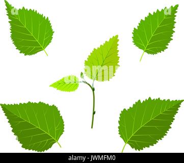 Birch green leaves and sprout set vector illustration Stock Vector
