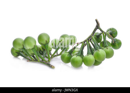 turkey berry isolated on white background Stock Photo