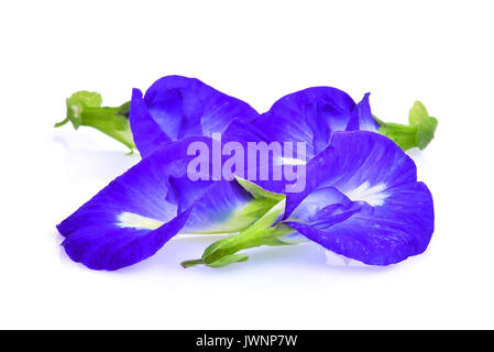 butterfly pea,blue pea,clitoria ternatea or aparajita flower isolated on white background Stock Photo