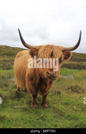 Beautiful Highland cow in the Isle of Skye Stock Photo - Alamy
