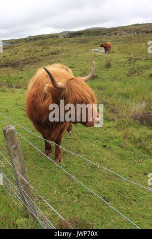 Beautiful Highland cow in the Isle of Skye Stock Photo - Alamy