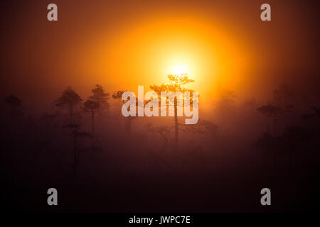 A beautiful disc of a rising sun behind the pine tree. Dark, mysterious morning landscape. Apocalyptic look. Artistic, colorful scenery. Stock Photo