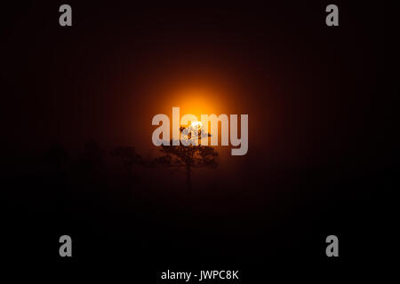 A beautiful disc of a rising sun behind the pine tree. Dark, mysterious morning landscape. Apocalyptic look. Artistic, colorful scenery. Stock Photo