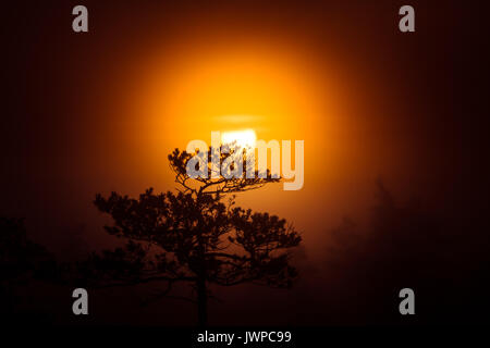 A beautiful disc of a rising sun behind the pine tree. Dark, mysterious morning landscape. Apocalyptic look. Artistic, colorful scenery. Stock Photo