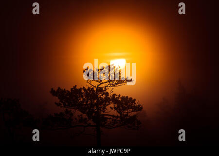 A beautiful disc of a rising sun behind the pine tree. Dark, mysterious morning landscape. Apocalyptic look. Artistic, colorful scenery. Stock Photo