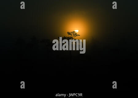 A beautiful disc of a rising sun behind the pine tree. Dark, mysterious morning landscape. Apocalyptic look. Artistic, colorful scenery. Stock Photo